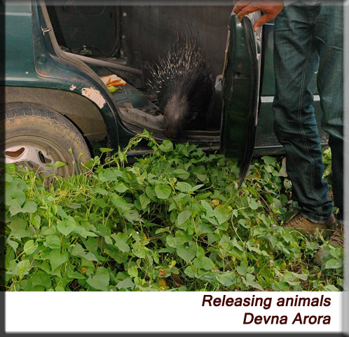 Devna Arora - Releasing animals